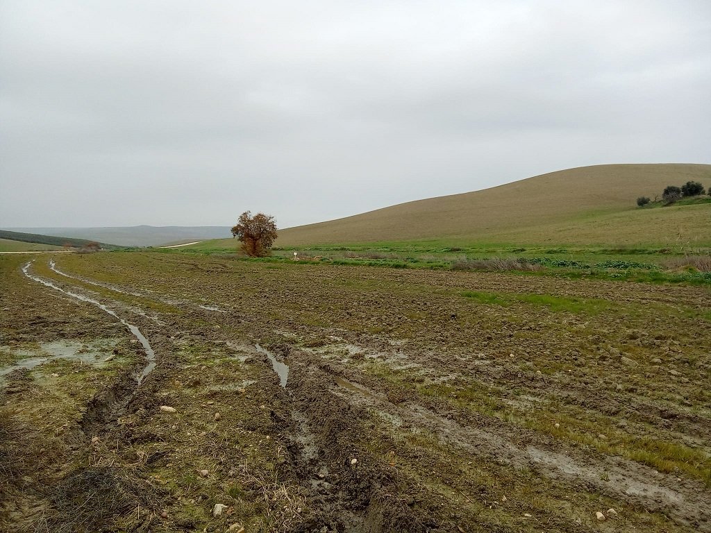 ASAJA Córdoba alerta de graves daños en el campo cordobés por el temporal
