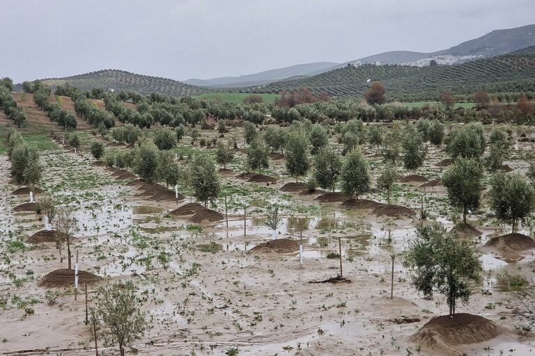 La Junta divide en cuatro bloques las ayudas directas al campo tras las borrascas para ganar agilidad
