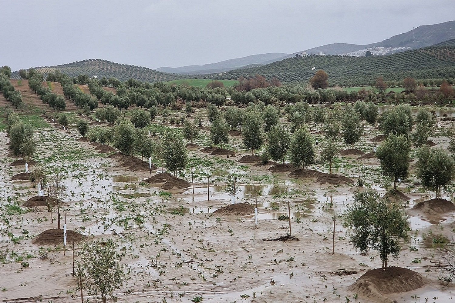 La Junta divide en cuatro bloques las ayudas directas al campo tras las borrascas para ganar agilidad