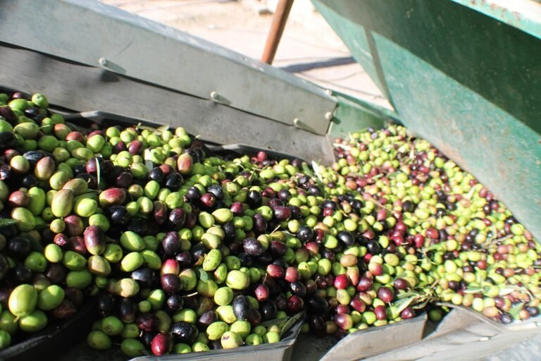 La producción de aceite de oliva cae un 12% en la provincia de Córdoba con la campaña al 95%