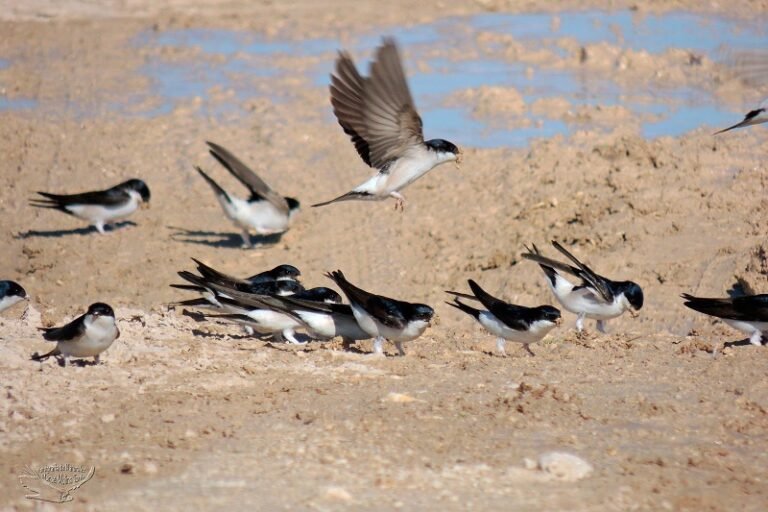 GRODEN-Ecologistas en Acción recuerda la obligación de proteger los nidos de aves migratorias en Baena