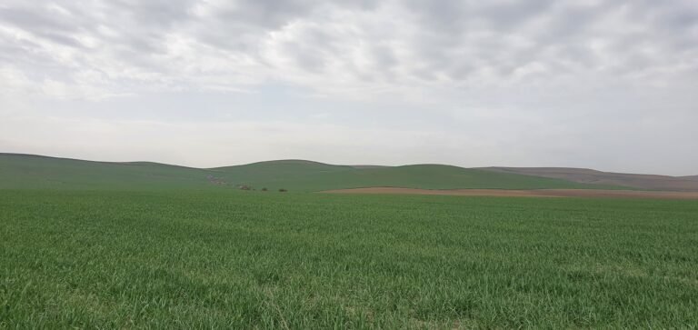 ASAJA Córdoba alerta de la situación crítica de los cereales de invierno en la provincia