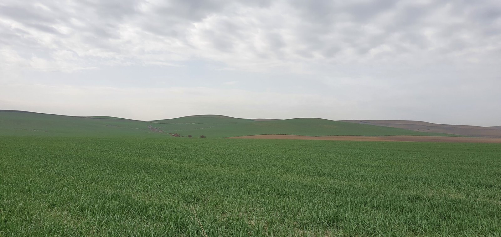 ASAJA Córdoba alerta de la situación crítica de los cereales de invierno en la provincia