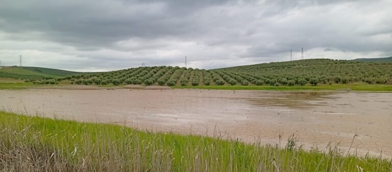 Ecologistas denuncian el vaciado continuado de la laguna de la Roa en Baena
