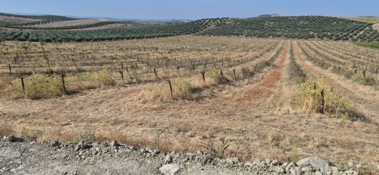 Asaja Córdoba destaca un aumento del 30% en la cosecha de almendra pero advierte sobre el descenso de superficie por plagas