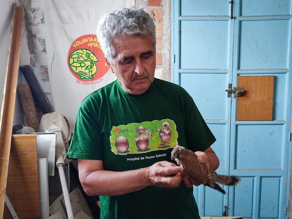 El cernícalo primilla recupera terreno en Baena y alcanza una de sus mejores cifras de los últimos años