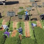 La Junta solicita al Gobierno reducir un 35% los módulos de IRPF en las producciones agrícolas