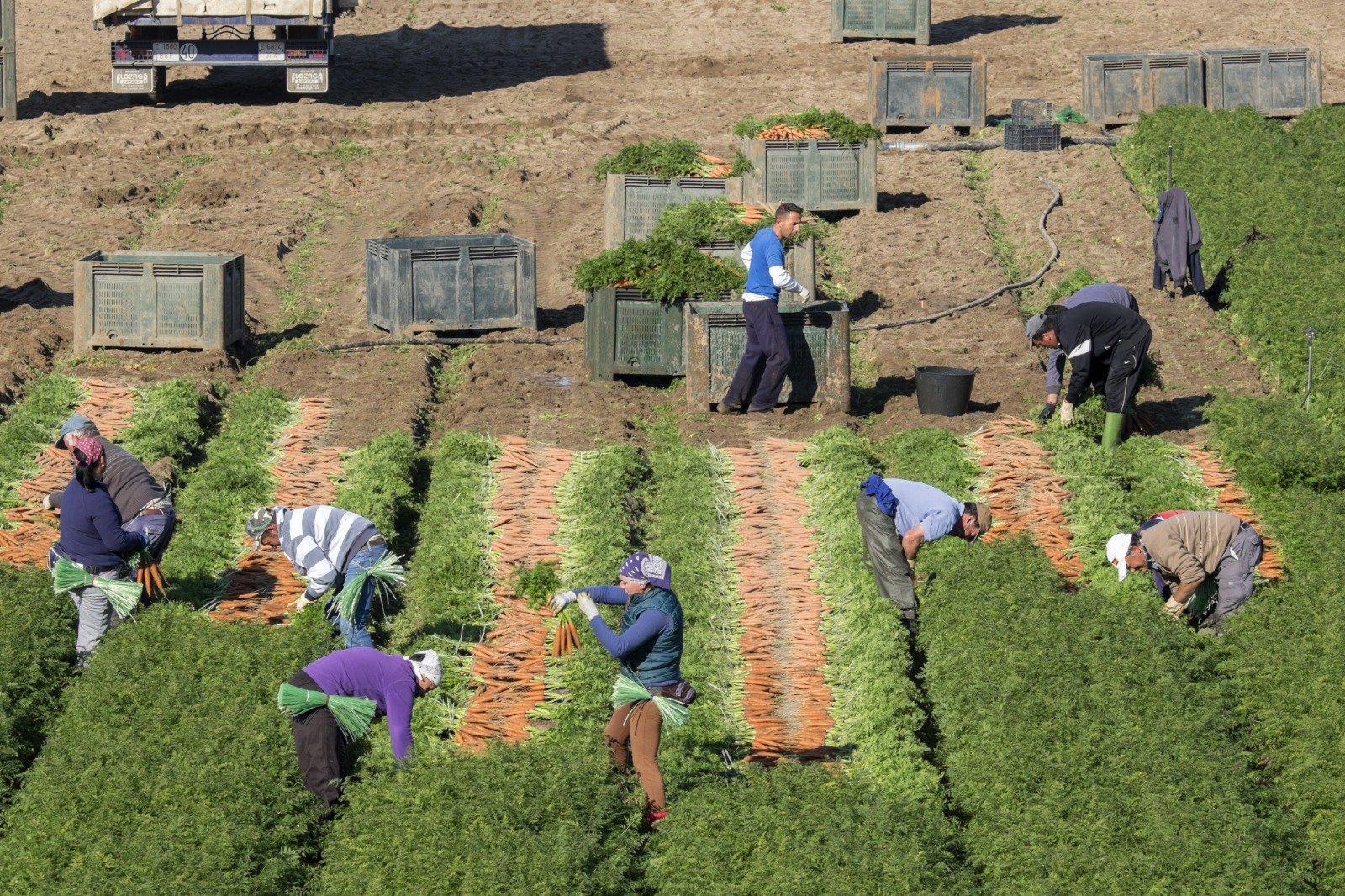 La Junta solicita al Gobierno reducir un 35% los módulos de IRPF en las producciones agrícolas