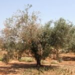 Una investigación internacional descubre cómo evitar la pérdida de hojas en el olivo a causa del Verticillium