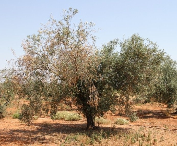 Una investigación internacional descubre cómo evitar la pérdida de hojas en el olivo a causa del Verticillium