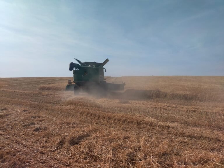 Asaja Córdoba lamenta “el cierre con pérdidas” de la campaña del cereal en la provincia y reclama medidas urgentes