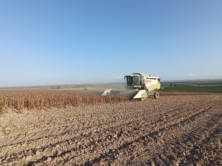 ASAJA Córdoba destaca la mejora en la calidad del girasol pero sin alcanzar las expectativas en rendimientos