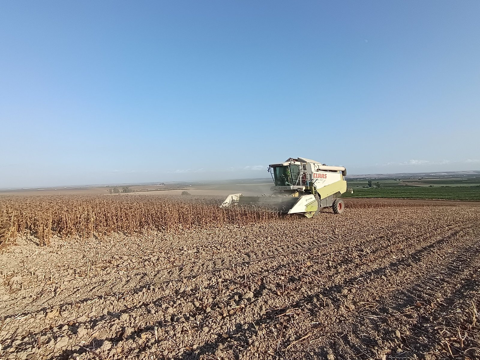 ASAJA Córdoba destaca la mejora en la calidad del girasol pero sin alcanzar las expectativas en rendimientos