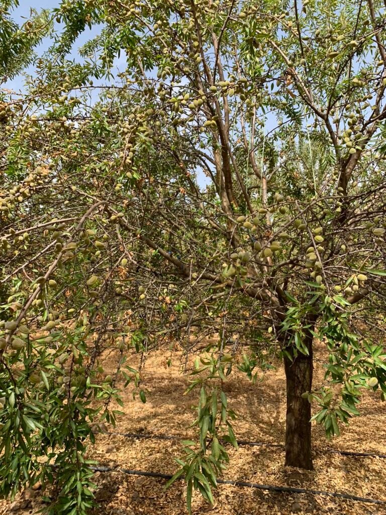La araña roja y el gusano cabezudo, culpables del descenso de la producción de almendra en Córdoba