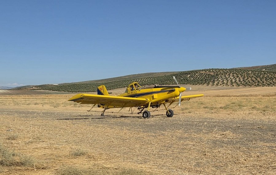 La DOP Baena intensifica la vigilancia frente a la mosca del olivo