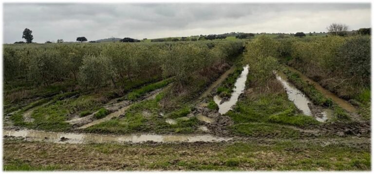 Agroinventio III analizará la rentabilidad del olivar de secano en seto y su capacidad para producir con gasto hídrico cero
