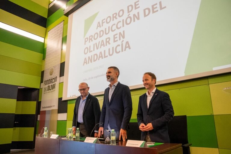 El aforo del olivar estima para la campaña 2026/27 una producción de 1,2 toneladas de aceite de oliva en Andalucía