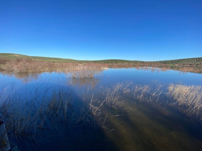 Ecologistas en Acción exige al Ayuntamiento de Baena transparencia en la publicación de los planes medioambientales